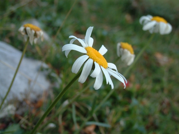 Leucanthemum vulgare / Margherita diploide
